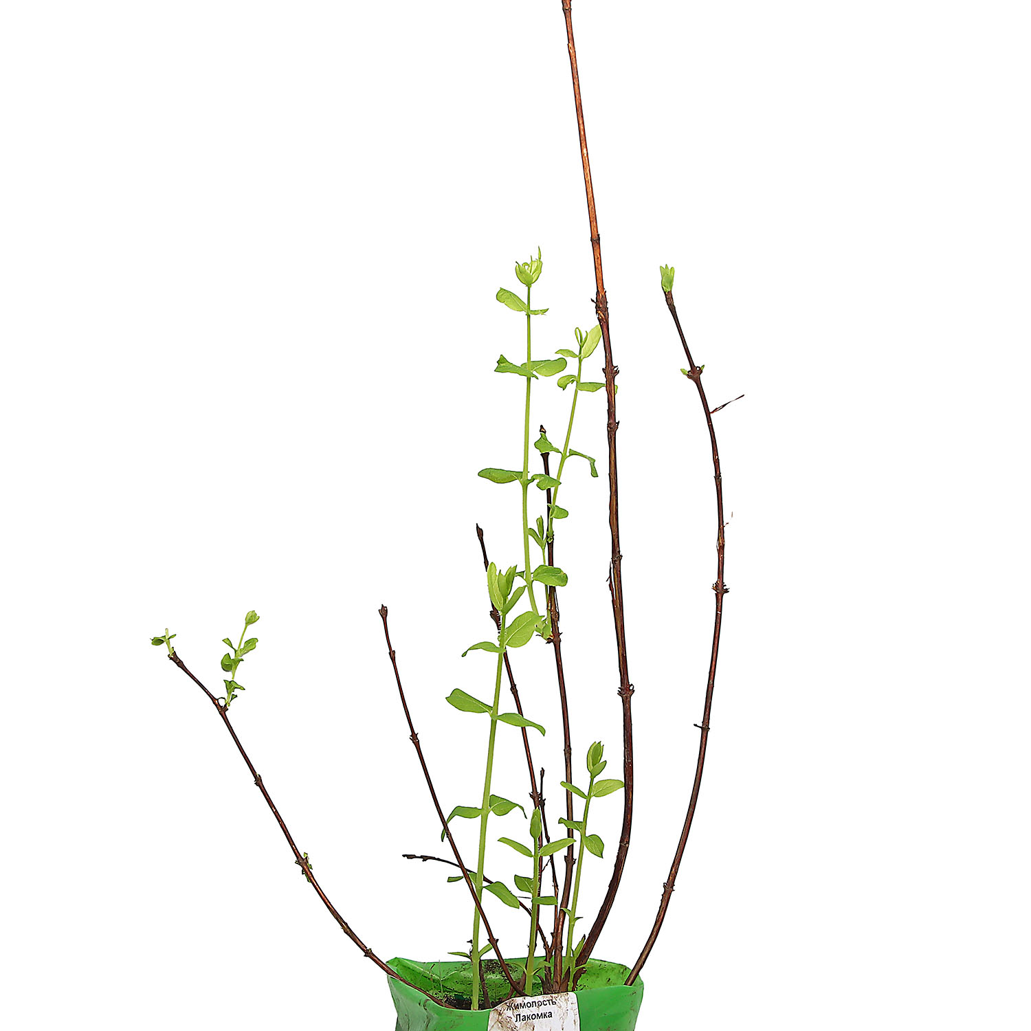 Жимолость Голубое веретено