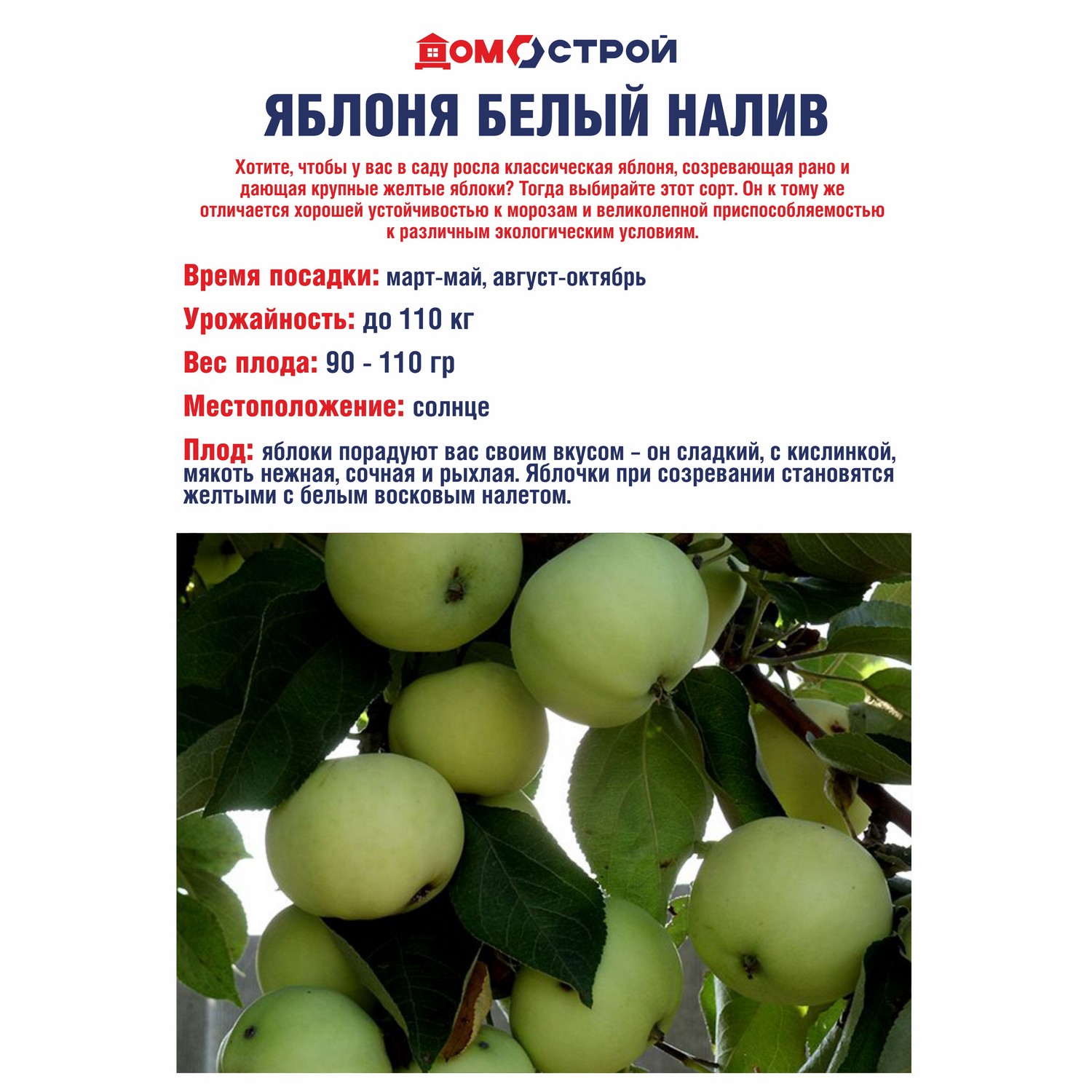 Яблоня Белый налив Саженец 2 года Высота саженца   100-120см