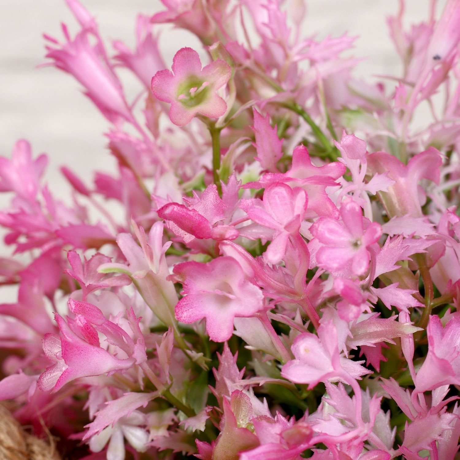 Бонсай в горшке "Садовый рай" колокольчики 11*20 см микс   4142818 Бонсай в горшке "Садовый рай" колокольчики 11*20 см микс   4142818