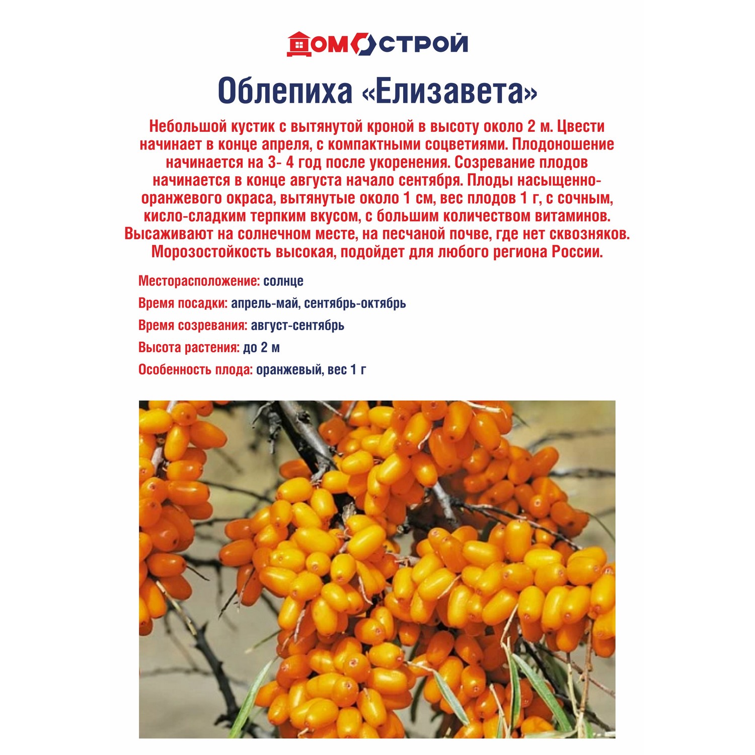 Облепиха Елизавета