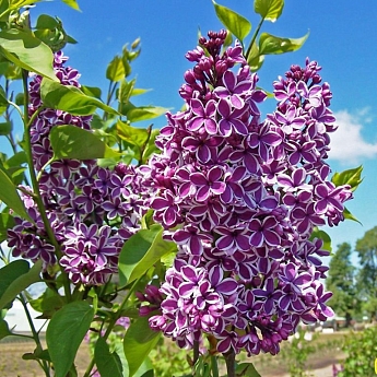 Сирень Сенсация (Sensation) Саженец 2 года Высота саженца  50-80см