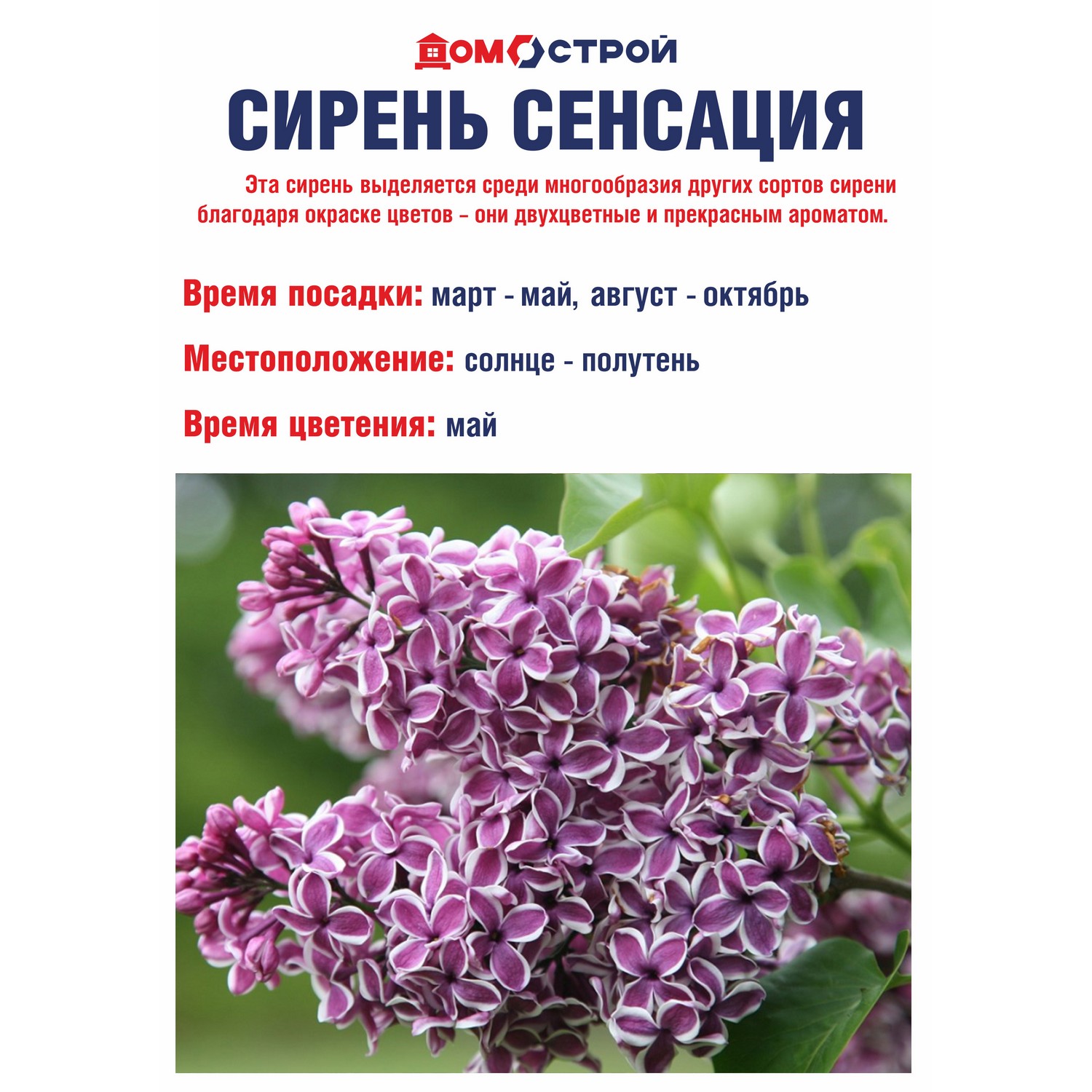 Сирень Сенсация (Sensation) Саженец 2 года Высота саженца  50-80см