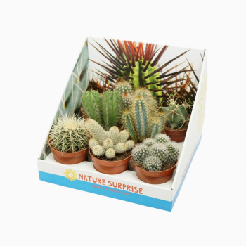 Крассула микс D8,5 H12 *1/14