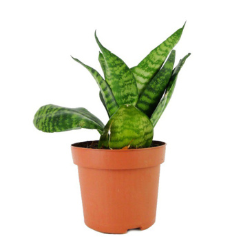 Сансевиерия Хании D10 H18 *1/12