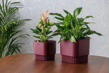 Кашпо пластм. "Бостон" 5,5л 192х192мм h185мм со вставкой Бордо АМБ-5,5-19 ("VipSet") *1/6