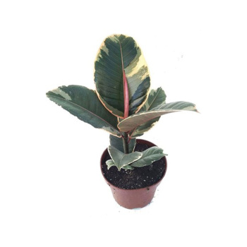 Плант микс D12 H45 *1/10