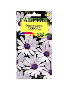 Семена Остеоспермум Аккорд  0,1гр Гавриш *10/200