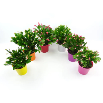 Шлумбергера Микс D9 H18 *1/18